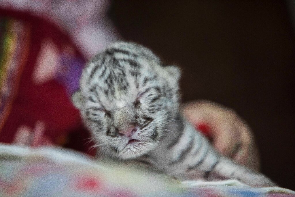 Tigre blanco nació en el Zoológico Nacional de Nicaragua.