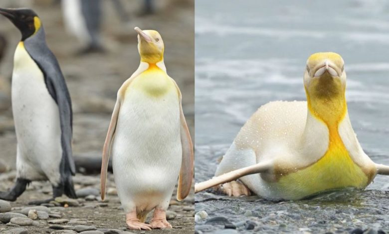 Pingüino amarillo
