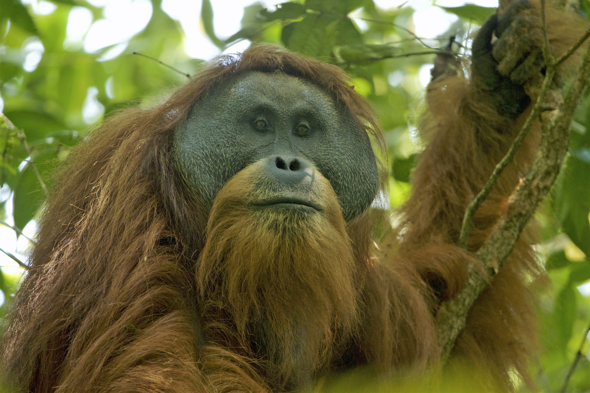 Orangutanes de Tapanuli: pronto podría extinguirse.