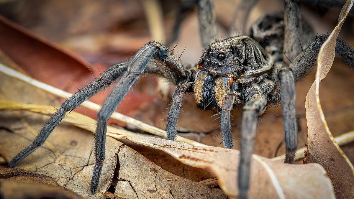 Araña cargando a sus crías es captada en video.