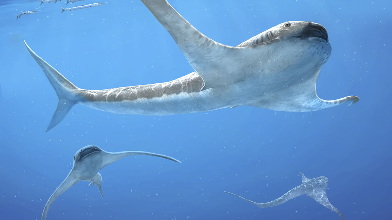 Extraño tiburón con alas anduvo en los océanos de México.