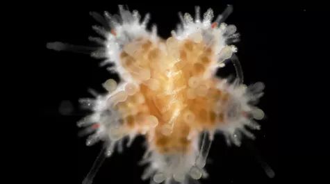 Crías de estrellas de mar son caníbales ¡Sorprendió a los científicos!