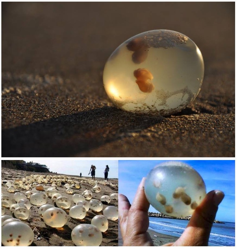 Miles de perlas cubrieron las playas de la ciudad de Mar del Plata.