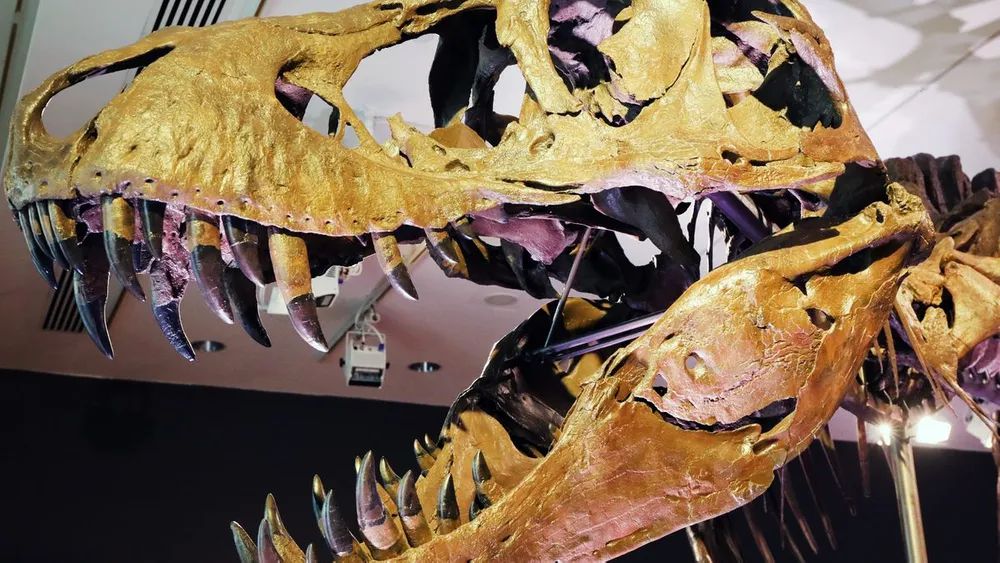 T. Rex: nuevo descubrimiento arruina escenas de Jurassic Park.