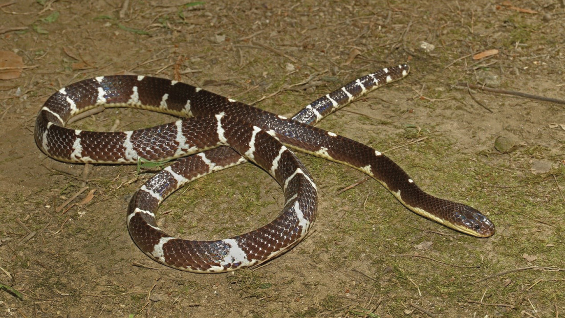 Krait de Suzhen: nueva serpiente altamente peligrosa descubierta.