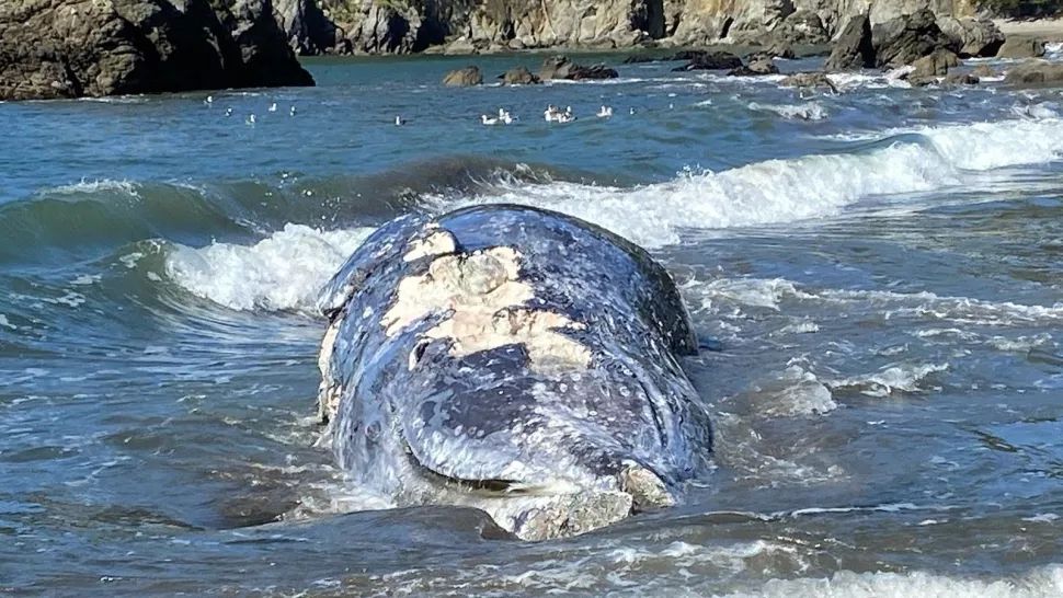 Los expertos están preocupados después de que 4 ballenas grises muertas aparecieran en San Francisco, California, EE.UU.