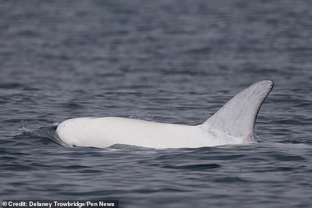Delfín de piel blanca sorprende en el sur de California (video).