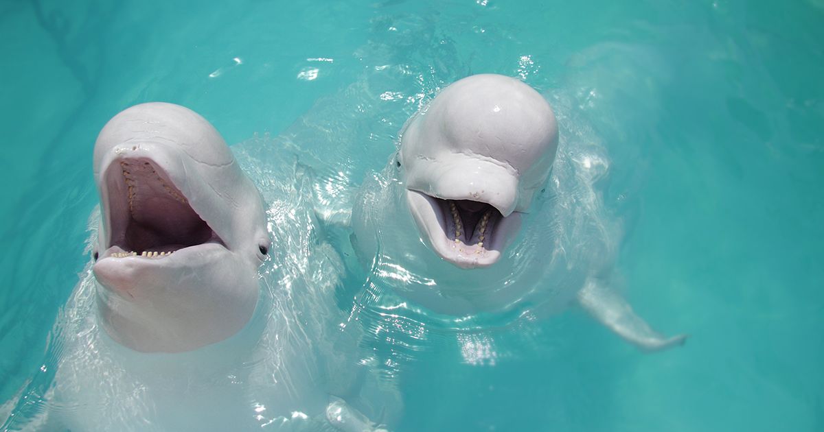 Belugas: entrenador es captado abofeteando y pateando a dos de ellas.