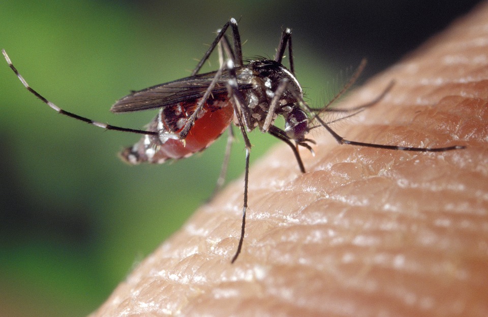 Mosquitos modificados genéticamente se liberan en EE.UU.