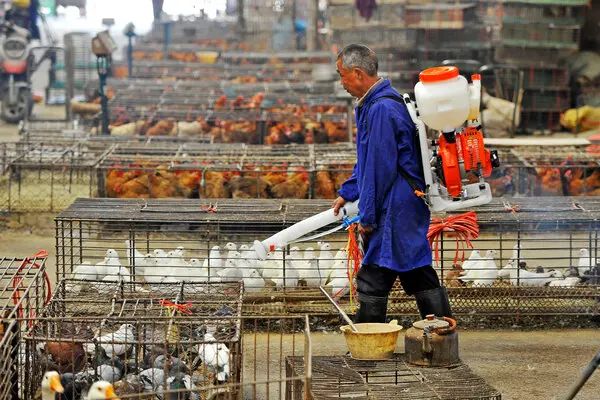 Gripe aviar H10N3: ¡ALERTA! En China primer caso en humanos.