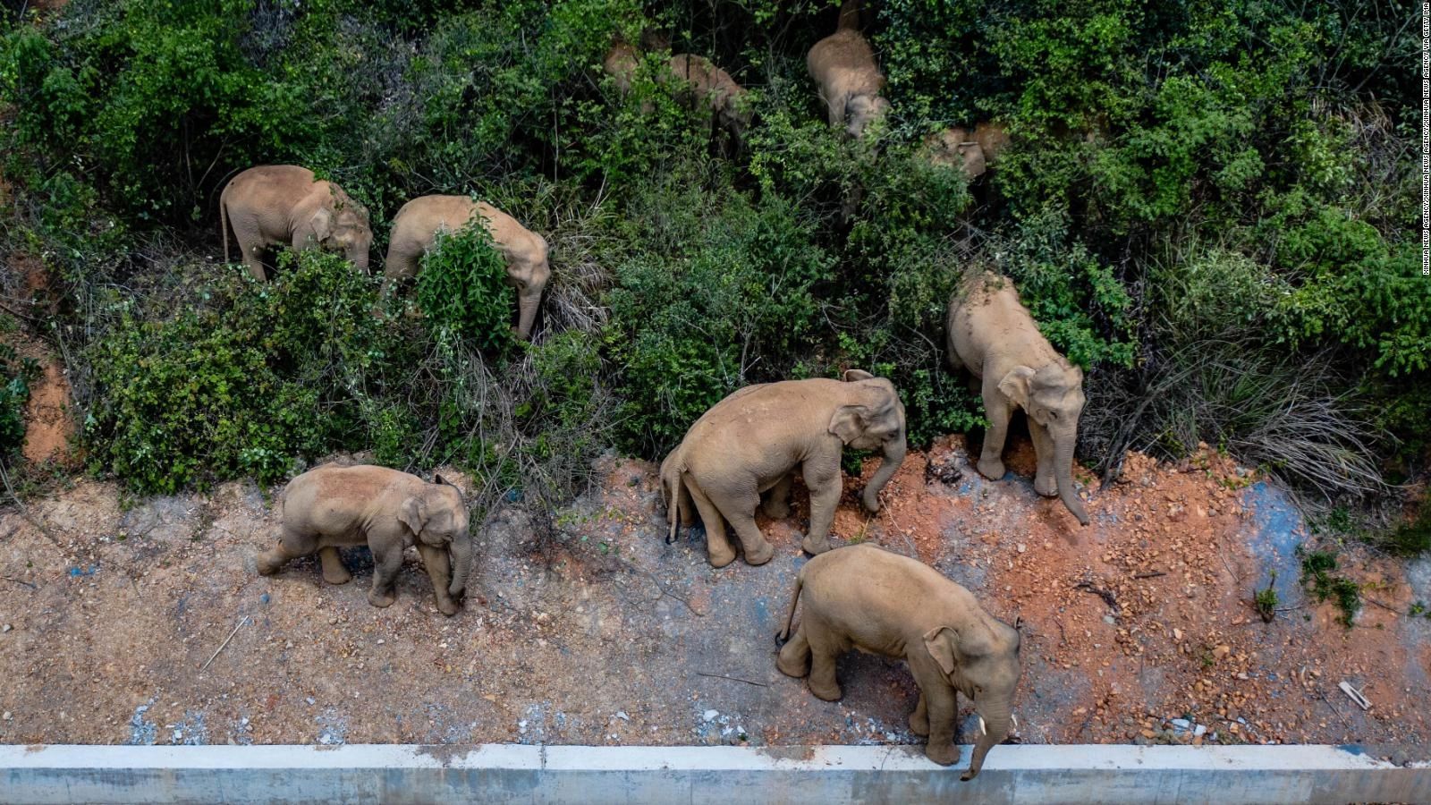 Manada de elefantes misteriosamente viaja 500 km creando destrozos.