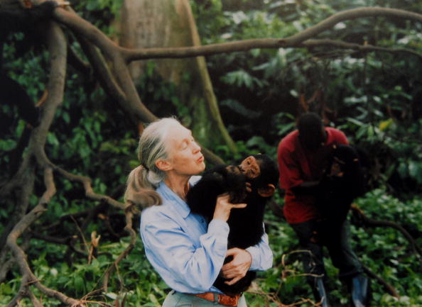 Jane Goodall: habrá más pandemias si no respetamos a la naturaleza.