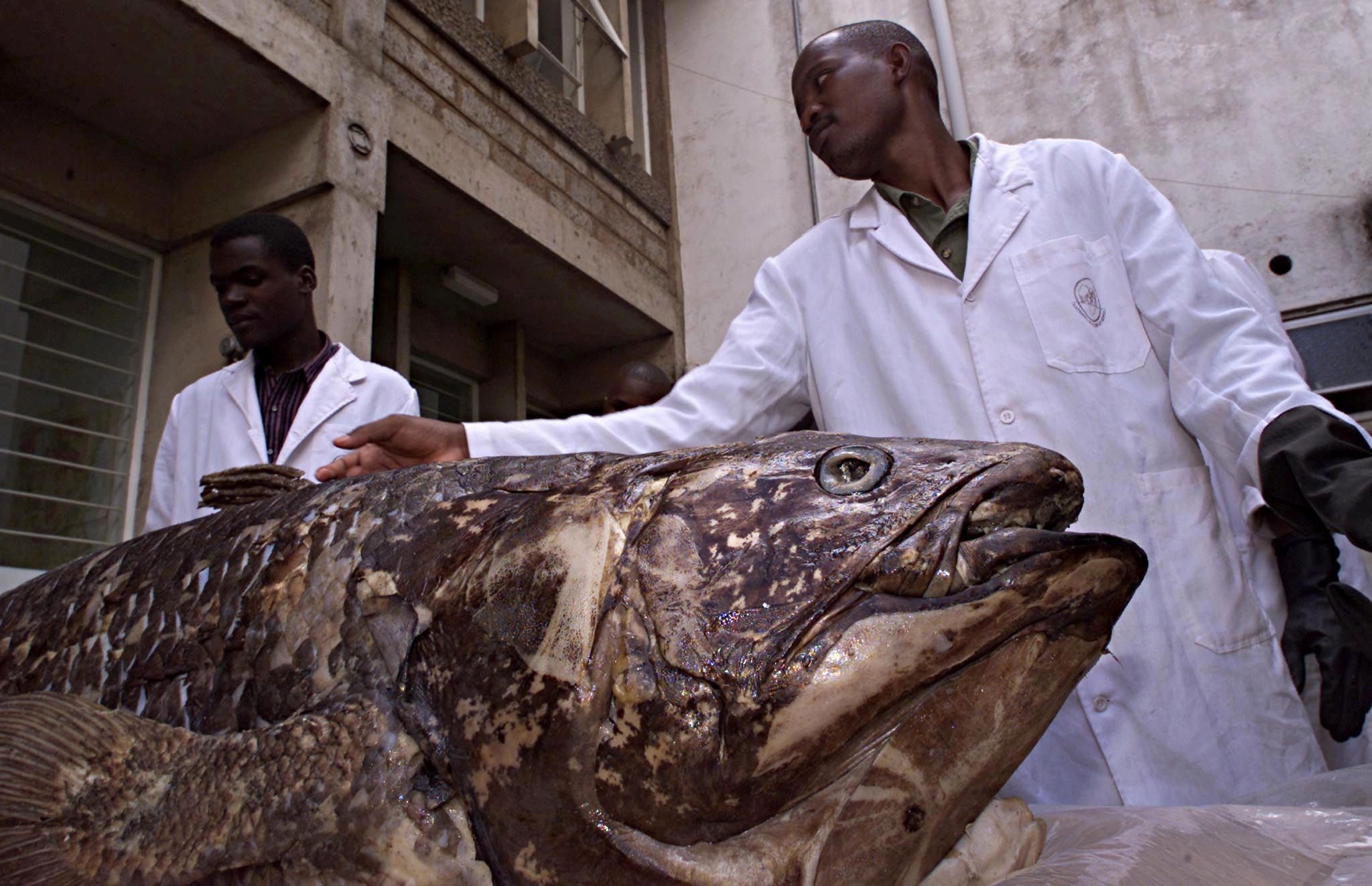 Celacanto: el pez prehistórico que puede vivir más de 100 años.