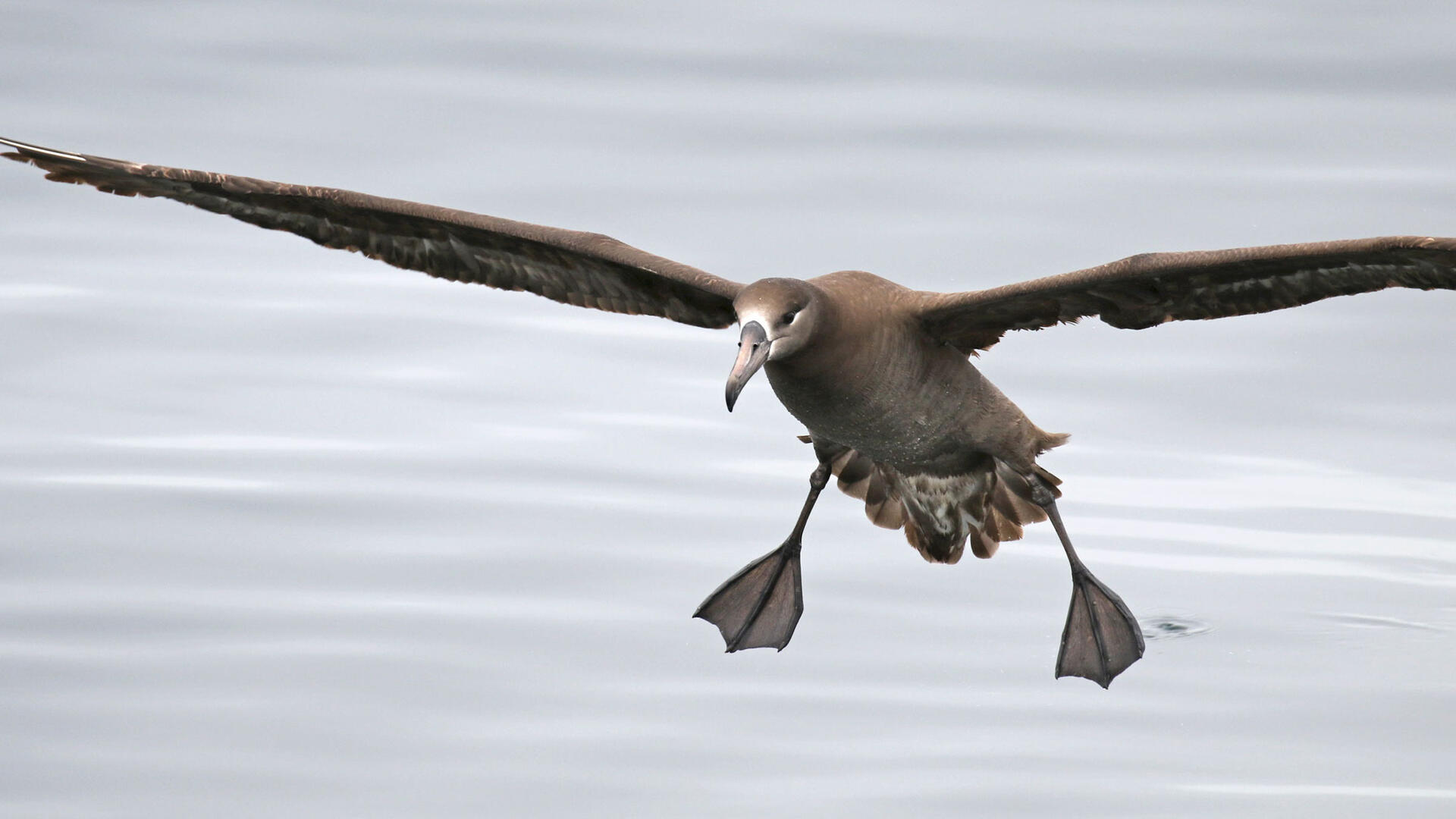 Albatros de patas negras da su primer vuelo en reserva mexicana.