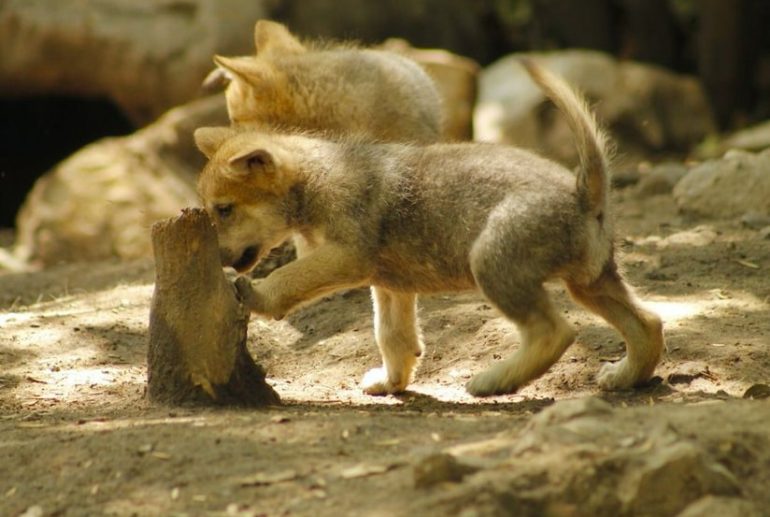 Lobo mexicano: cinco crías nacen en el zoológico de Chapultepec.