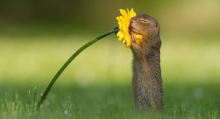 Captan el momento exacto en que ardilla se detiene para ‘oler y conectarse’ con una flor