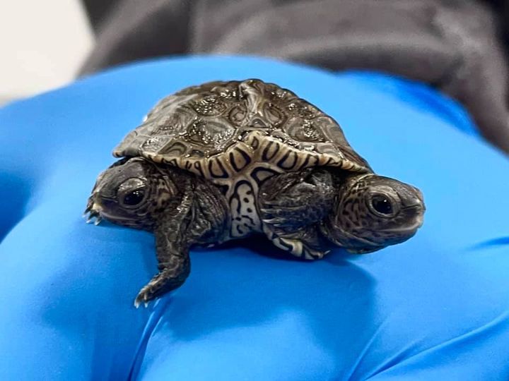 Raras tortugas siamesas nacieron en un centro de vida silvestre.
