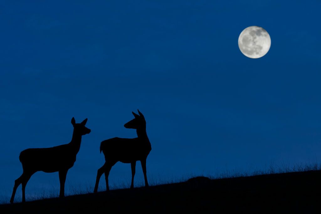 Luna del Cazador: hoy llega para ti la mejor vista nocturna de octubre.