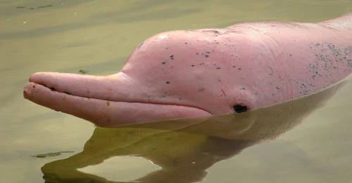 Delfines rosados del Amazonas cruelmente usados como carnada.