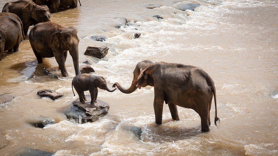 Elefante trepa una valla e intenta escapar de un área ecológica (video).