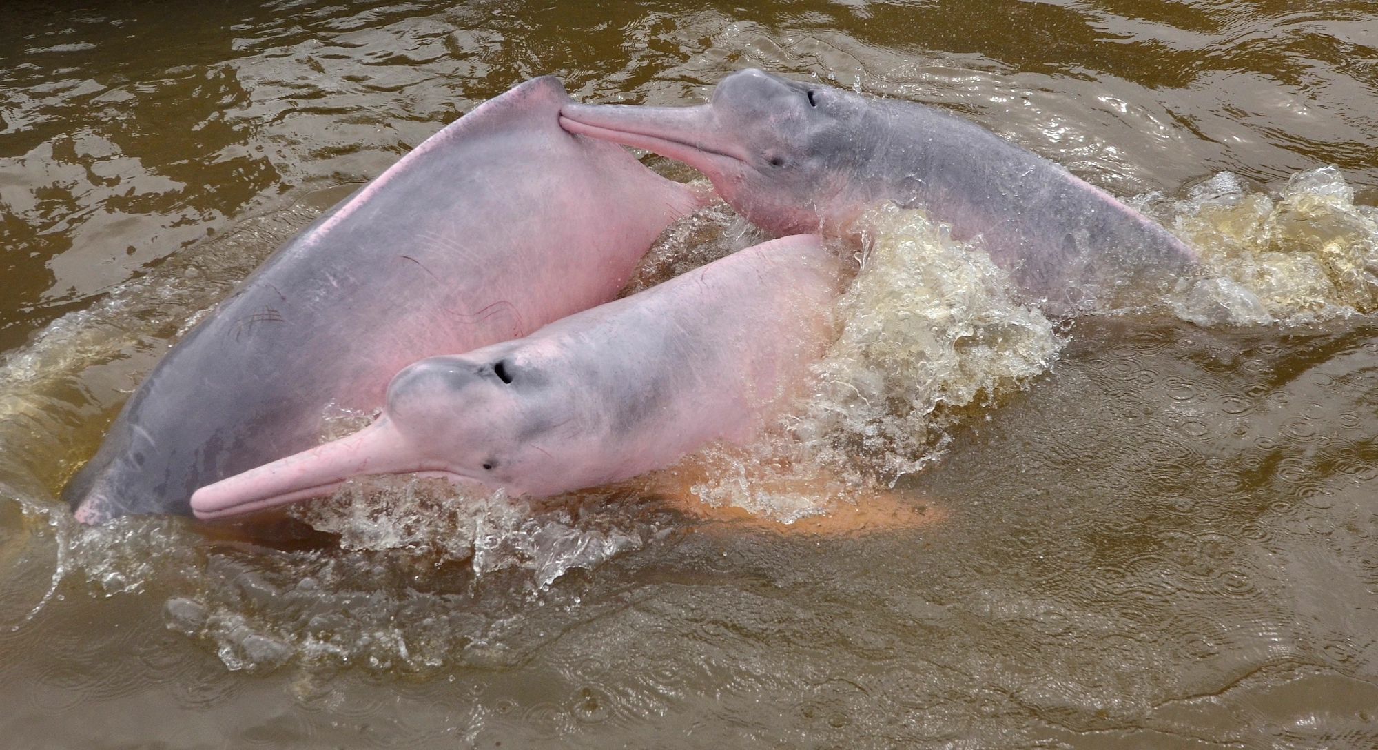 Delfín rosado del Amazonas cruelmente usado como carnada.