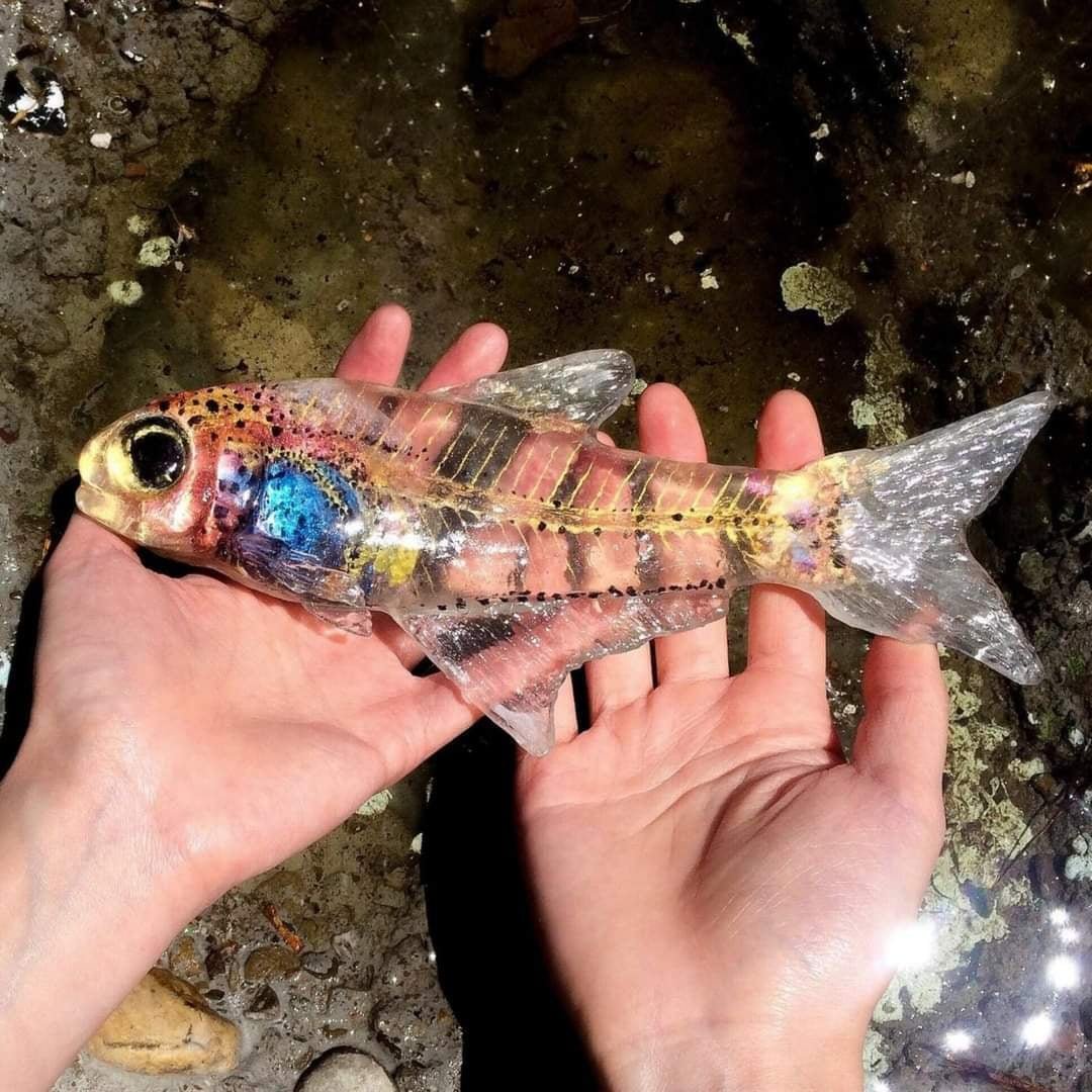 pez transparente