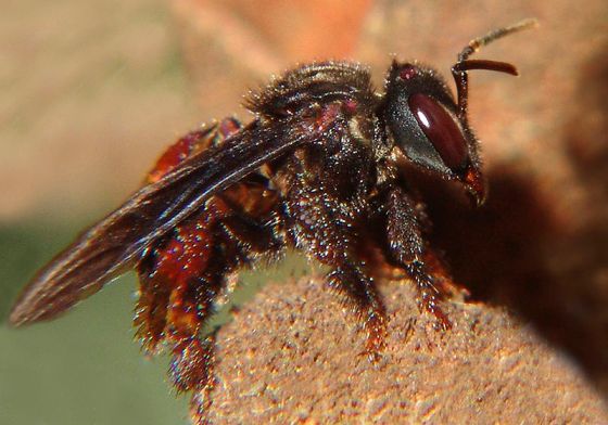 Abejas carnívoras: una abeja que evolucionó para ya no usar polen.
