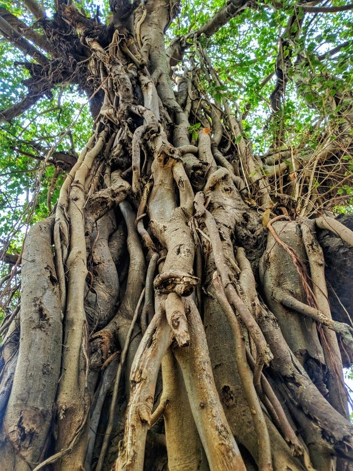 raíces
