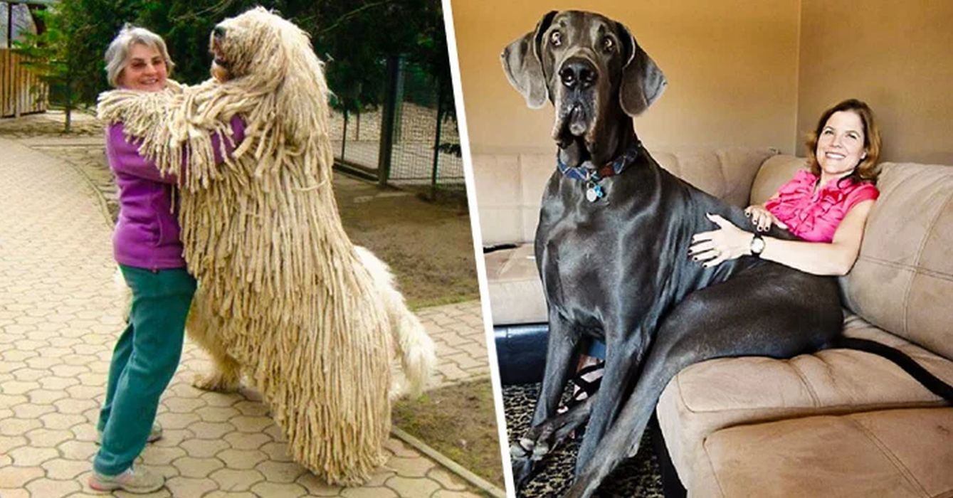 22 perros enormes que no están conscientes de su gran tamaño.