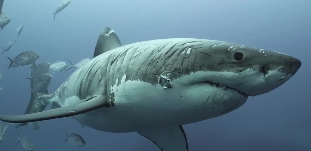 El tiburón «más lastimado del mundo» es mostrado en increíble video.
