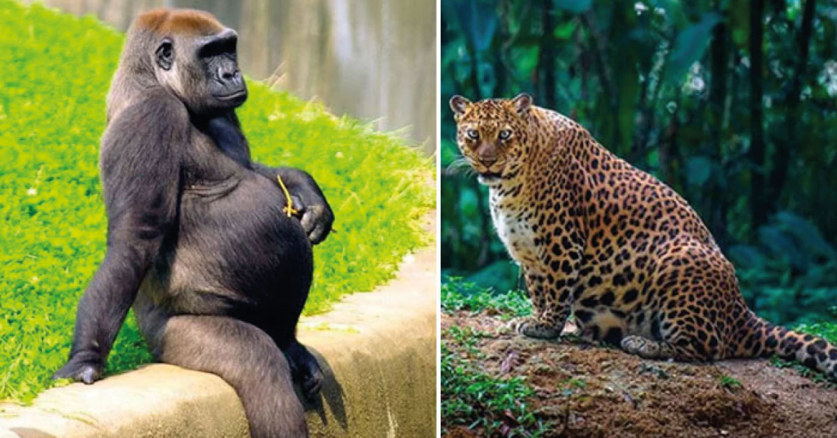 Fotos que muestran el orgulloso embarazo de 10 mamás del reino animal.