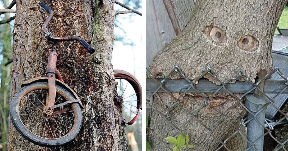 20 ocasiones en que un árbol «devoró» un objeto o animal sin problemas.