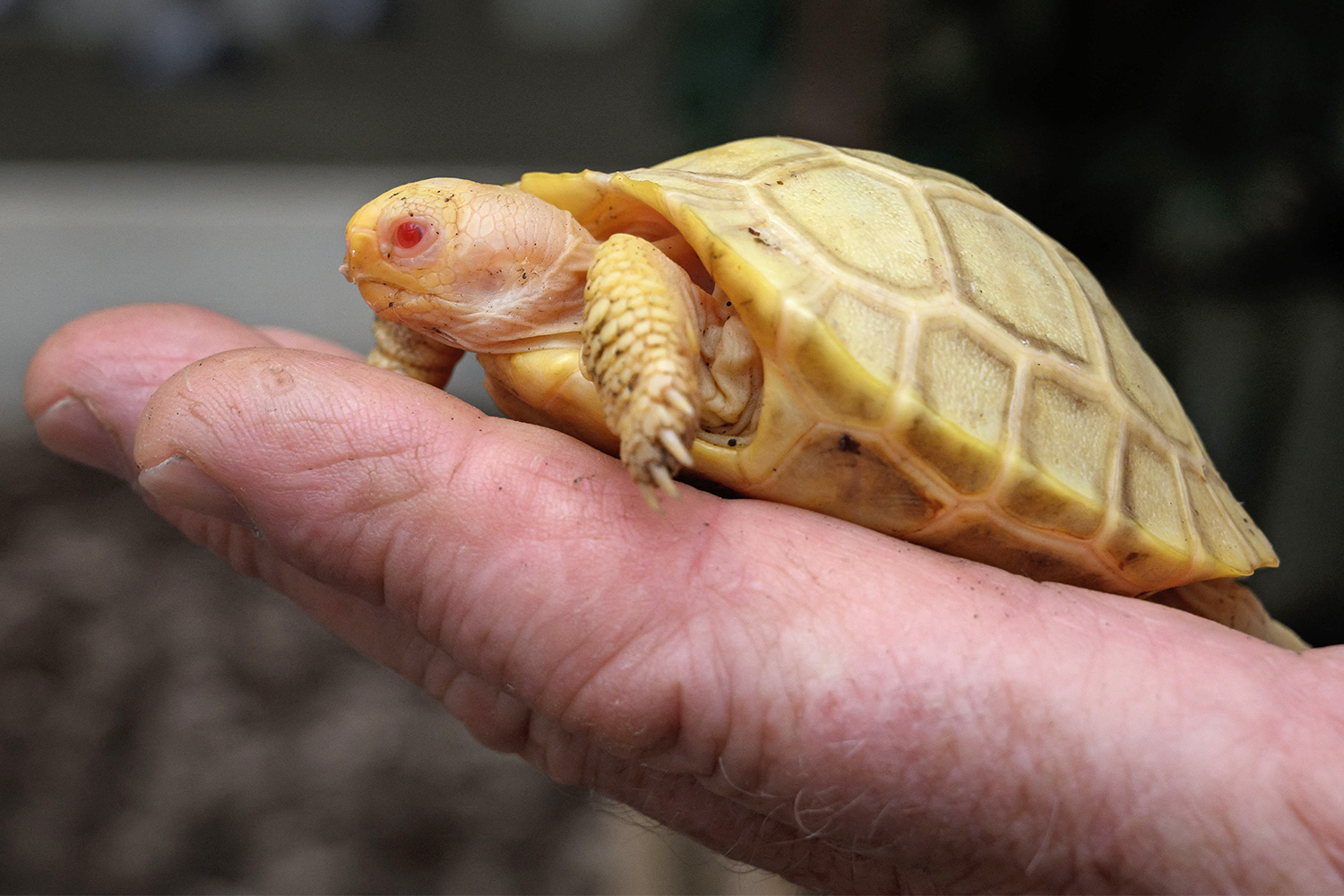 Nace una rara tortuga gigante de las Galápagos albina.