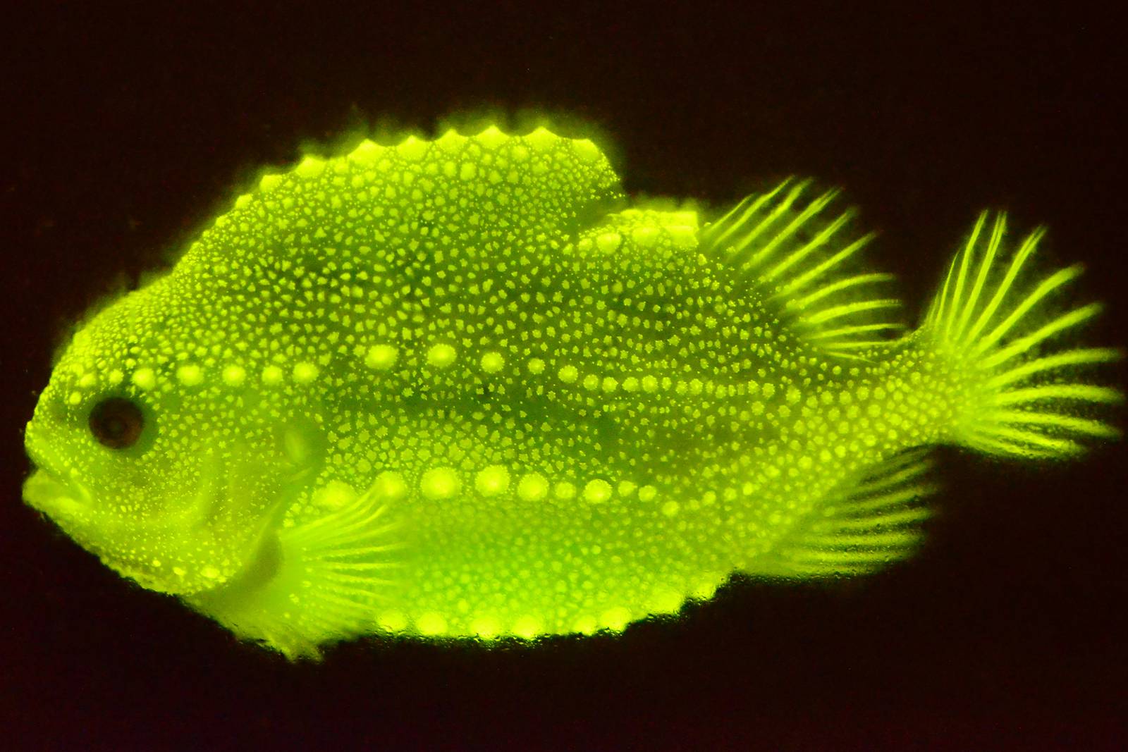 Lumpo: descubren pez que brilla con la luz ultravioleta