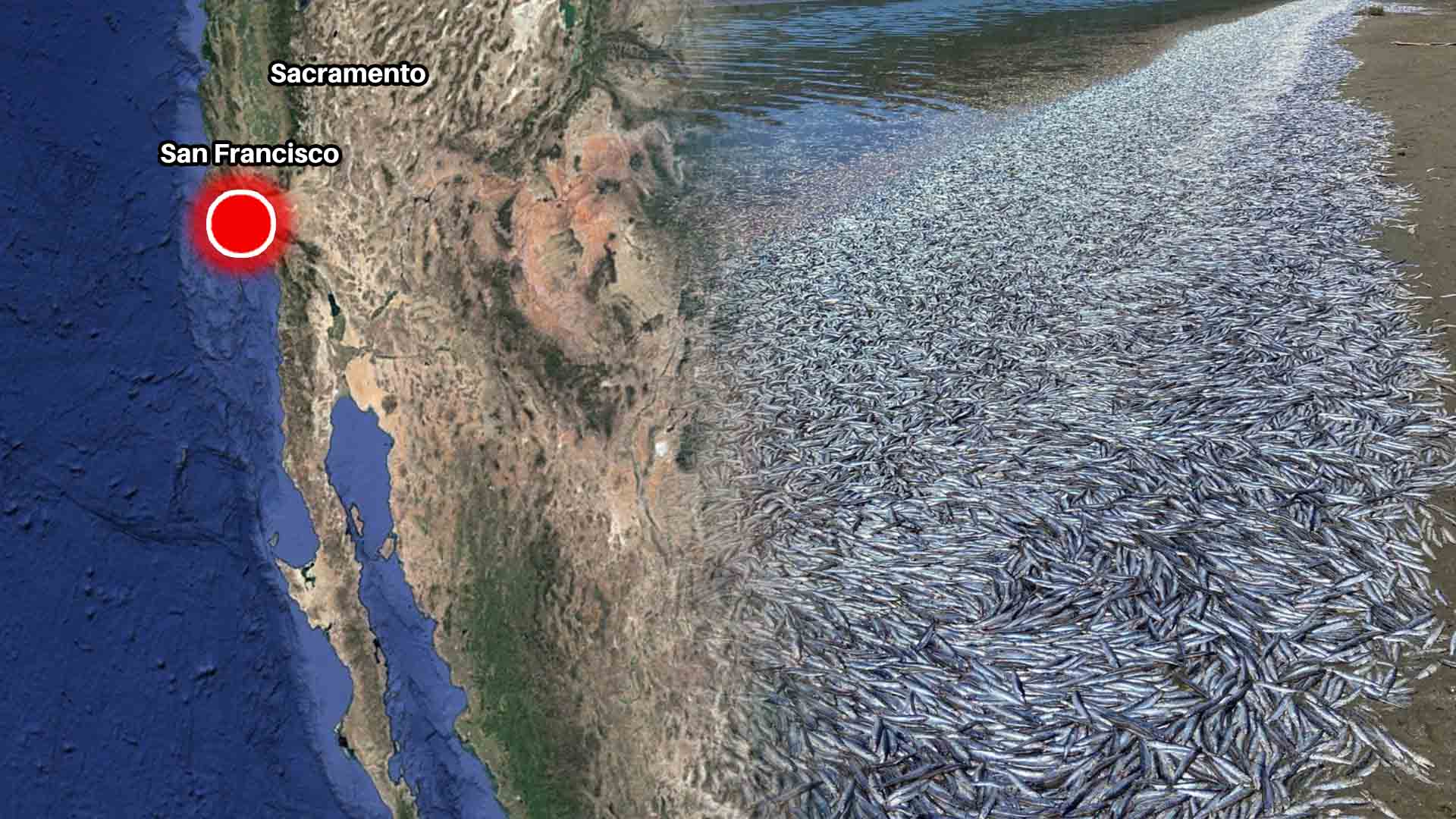 Lluvia de peces deja sorprendido a gente de California.