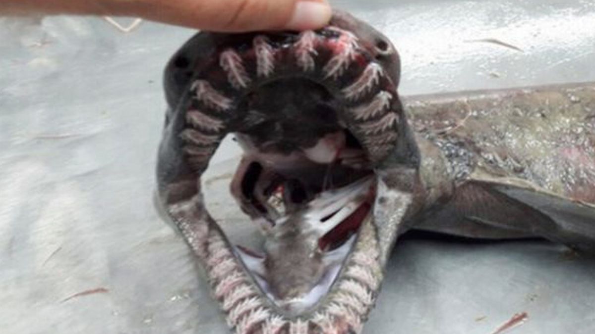 Fósil viviente: Encuentran extraño tiburón con 300 dientes.