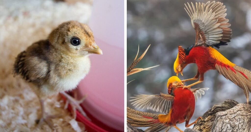 14 aves que nacen como «patitos feos» antes de ser majestuosas.
