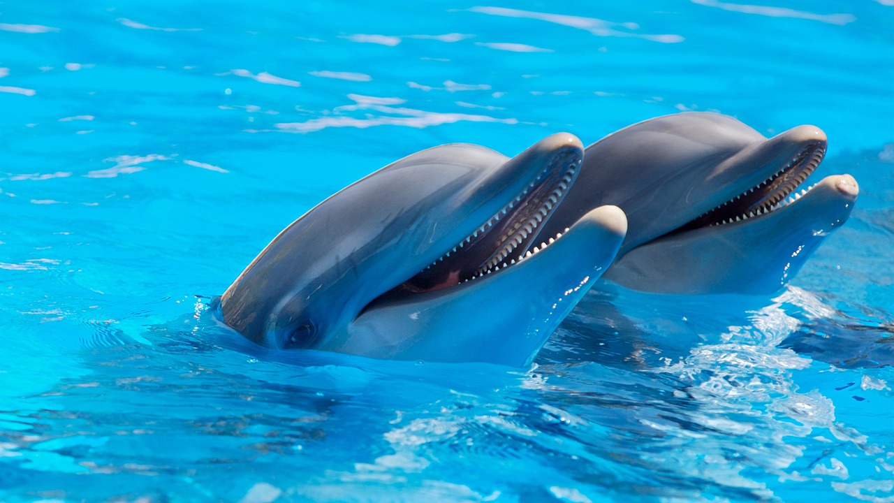 Delfines revelan la manera en que cazan gracias a cámaras montadas.