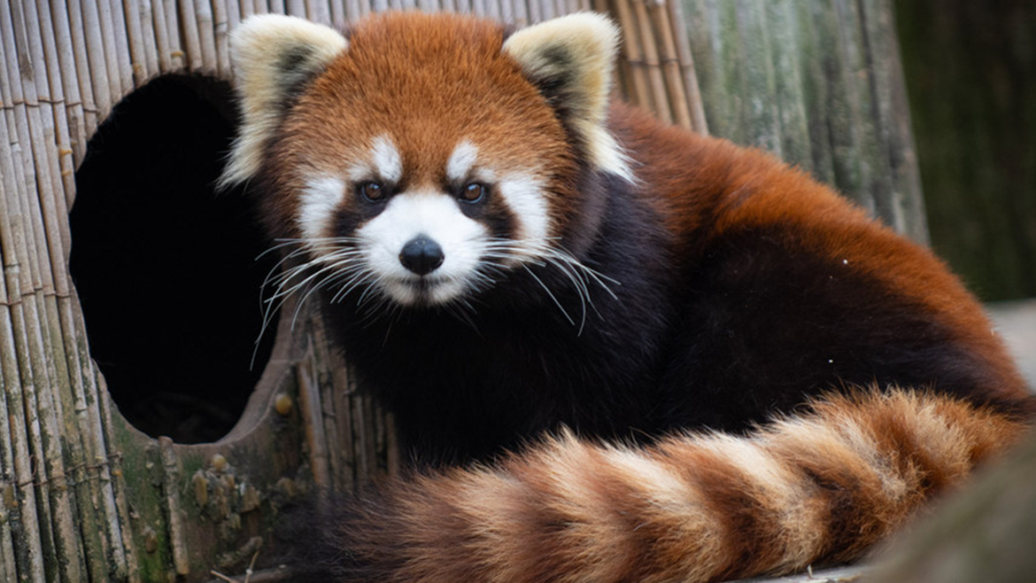 Panda rojo nace en zoológico de esta localidad.