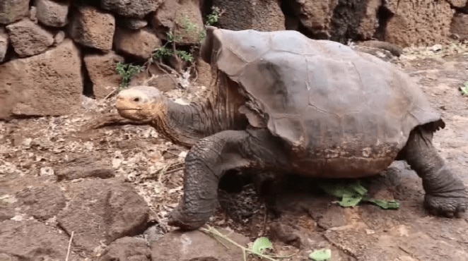 Diego, la tortuga que ayudó a salvar a su especie.