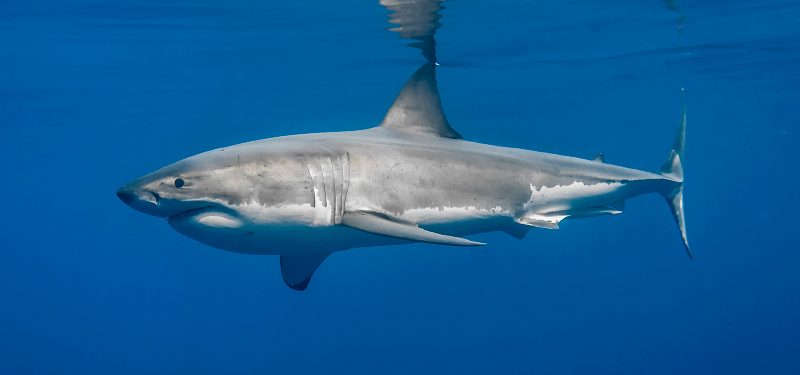 ¡Impresionante encuentro cercano con enorme tiburón!